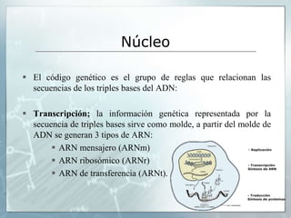  El código genético es el grupo de reglas que relacionan las
secuencias de los triples bases del ADN:
 Transcripción; la información genética representada por la
secuencia de triples bases sirve como molde, a partir del molde de
ADN se generan 3 tipos de ARN:
 ARN mensajero (ARNm)
 ARN ribosómico (ARNr)
 ARN de transferencia (ARNt).
Núcleo
 