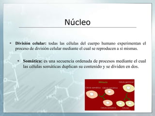  División celular: todas las células del cuerpo humano experimentan el
proceso de división celular mediante el cual se reproducen a sí mismas.
 Somática: es una secuencia ordenada de procesos mediante el cual
las células somáticas duplican su contenido y se dividen en dos.
Núcleo
 