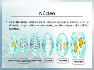  Fase mitótica: consiste en la división nuclear o mitosis y en la
división citoplasmática o citocinesis, que dan origen a dos células
idénticas.
Núcleo
 