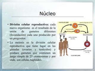  División celular reproductiva: cada
nuevo organismo es el resultado de la
unión de gametos diferentes
(fecundación) cada uno producido por
un progenitor.
 La meiosis es la división celular
reproductiva que tiene lugar en las
gónadas (ovarios y testículos) y
produce gametos que contienen un
juego simple de 23 cromosomas y por
ende, son células haploides.
Núcleo
 