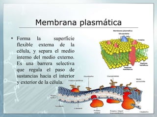Membrana plasmática
 Forma la superficie
flexible externa de la
célula, y separa el medio
interno del medio externo.
Es una barrera selectiva
que regula el paso de
sustancias hacia el interior
y exterior de la célula.
 