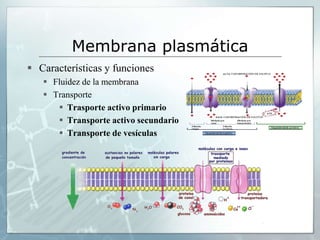 Membrana plasmática
 Características y funciones
 Fluidez de la membrana
 Transporte
 Trasporte activo primario
 Transporte activo secundario
 Transporte de vesículas
 