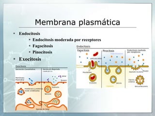 Endocitosis
 Endocitosis moderada por receptores
 Fagocitosis
 Pinocitosis
 Exocitosis
Membrana plasmática
 