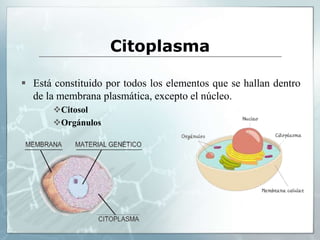 Citoplasma
 Está constituido por todos los elementos que se hallan dentro
de la membrana plasmática, excepto el núcleo.
Citosol
Orgánulos
 