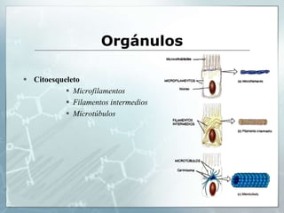 Orgánulos
 Citoesqueleto
 Microfilamentos
 Filamentos intermedios
 Microtúbulos
 