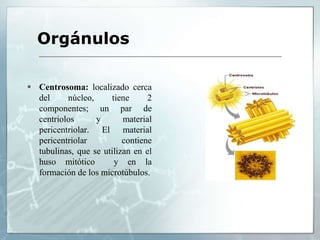  Centrosoma: localizado cerca
del núcleo, tiene 2
componentes; un par de
centriolos y material
pericentriolar. El material
pericentriolar contiene
tubulinas, que se utilizan en el
huso mitótico y en la
formación de los microtúbulos.
Orgánulos
 