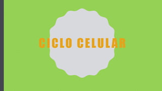 CICLO CELULAR
 