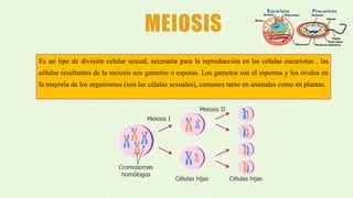 MEIOSIS
Es un tipo de división celular sexual, necesaria para la reproducción en las células eucariotas , las
células resultantes de la meiosis son gametos o esporas. Los gametos son el esperma y los óvulos en
la mayoría de los organismos (son las células sexuales), comunes tanto en animales como en plantas.
 