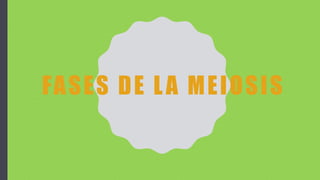 FASES DE LA MEIOSIS
 