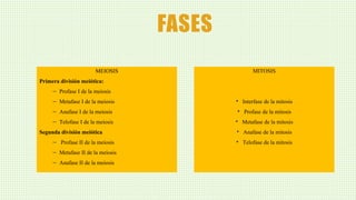 FASES
MEIOSIS
Primera división meiótica:
– Profase I de la meiosis
– Metafase I de la meiosis
– Anafase I de la meiosis
– Telofase I de la meiosis
Segunda división meiótica
– Profase II de la meiosis
– Metafase II de la meiosis
– Anafase II de la meiosis
MITOSIS
• Interfase de la mitosis
• Profase de la mitosis
• Metafase de la mitosis
• Anafase de la mitosis
• Telofase de la mitosis
 