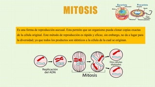 MITOSIS
Es una forma de reproducción asexual. Esta permite que un organismo pueda clonar copias exactas
de la célula original. Este método de reproducción es rápido y eficaz, sin embargo, no da a lugar para
la diversidad; ya que todos los productos son idénticos a la célula de la cual se originan.
 