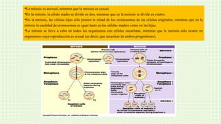 •La mitosis es asexual, mientras que la meiosis es sexual.
•En la mitosis, la célula madre se divide en dos; mientras que en la meiosis se divide en cuatro.
•En la meiosis, las células hijas sólo poseen la mitad de los cromosomas de las células originales; mientras que en la
mitosis la cantidad de cromosomas es igual tanto en las células madres como en las hijas.
•La mitosis se lleva a cabo en todos los organismos con células eucariotas, mientras que la meiosis sólo ocurre en
organismos cuya reproducción es sexual (es decir, que necesitan de ambos progenitores).
 
