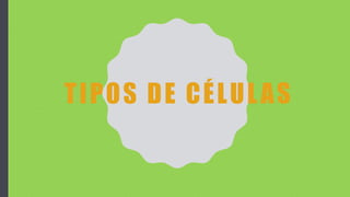 TIPOS DE CÉLULAS
 