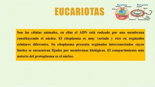 EUCARIOTAS
Son las células animales, en ellas el ADN está rodeado por una membrana
constituyendo el núcleo. El citoplasma es muy variado y rico en orgánulos
celulares diferentes. Su citoplasma presenta orgánulos interconectados cuyos
límites se encuentran fijados por membranas biológicas. El compartimiento más
notorio del protoplasma es el núcleo.
 