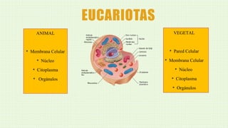 EUCARIOTAS
ANIMAL
• Membrana Celular
• Núcleo
• Citoplasma
• Orgánulos
VEGETAL
• Pared Celular
• Membrana Celular
• Núcleo
• Citoplasma
• Orgánulos
 