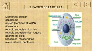 Membrana celular
citoplasma
núcleo (contiene al ADN)
ribosomas
retículo endoplasmico liso
retículo endoplasmico rugoso
aparato de golgi
lisosomas mitocondrias
micro túbulos centriolos
3. PARTES DE LA CÉLULA
 