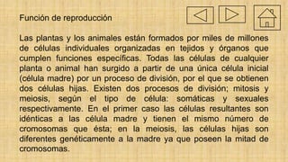 Función de reproducción
Las plantas y los animales están formados por miles de millones
de células individuales organizadas en tejidos y órganos que
cumplen funciones específicas. Todas las células de cualquier
planta o animal han surgido a partir de una única célula inicial
(célula madre) por un proceso de división, por el que se obtienen
dos células hijas. Existen dos procesos de división; mitosis y
meiosis, según el tipo de célula: somáticas y sexuales
respectivamente. En el primer caso las células resultantes son
idénticas a las célula madre y tienen el mismo número de
cromosomas que ésta; en la meiosis, las células hijas son
diferentes genéticamente a la madre ya que poseen la mitad de
cromosomas.
 