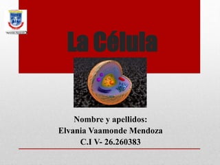La Célula
Nombre y apellidos:
Elvania Vaamonde Mendoza
C.I V- 26.260383
 