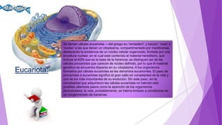 Eucariota:
Se llaman células eucariotas —del griego eu,'verdadero', y karyon, ‘nuez’ o
‘núcleo’ a las que tienen un citoplasma, compartimentado por membranas,
destacando la existencia de un núcleo celular organizado, limitado por una
envoltura nuclear, en el cual está contenido el material hereditario, que
incluye al ADN que es la base de la herencia; se distinguen así de las
células procariotas que carecen de núcleo definido, por lo que el material
genético se encuentra disperso en su citoplasma. A los organismos
formados por células eucariotas se les denomina eucariontes. El paso de
procariotas a eucariotas significó el gran salto en complejidad de la vida y
uno de los más importantes de su evolución. Sin este paso, sin la
complejidad que adquirieron las células eucariotas no habrían sido
posibles ulteriores pasos como la aparición de los organismos
pluricelulares; la vida, probablemente, se habría limitado a constituirse en
un conglomerado de bacterias.
 