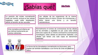 La posición del núcleo normalmente
suele ser central, aunque en las células
vegetales suele estar desplazado,
debido al tamaño de las vacuolas.
A la cromatina se le llama así
por teñirse fuertemente por
ciertos colorantes.
Las células de los organismos de la misma
especie tiene el mismo número de cromosomas y
éstos tienen una forma y un tamaño
característicos.
Normalmente el número de cromosomas de las células
de los animales y vegetales es par, pues cada célula
tiene dos copias de un mismo cromosoma (cromosomas
homólogos); estas células se denominan diploides. Las
células que tienen una sola copia se denominan
haploides.
La forma de los cloroplastos normalmente es biconvexa, pero
pueden ser también estrellados o con forma de cinta enrollada en
hélice.
2da Parte
 