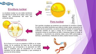Envoltura nuclear
La envoltura nuclear es una doble membrana
que delimita el núcleo de la célula. Sirve para
separar los cromosomas del resto del
contenido celular.
Poro nuclear
Son grandes complejos de proteínas que atraviesan la envoltura nuclear,
la cual es una doble membrana que rodea al núcleo celular, presente en la
mayoría de los eucariontes. Los poros nucleares permiten el transporte de
moléculas solubles en agua a través de la envoltura nuclear. Este
transporte incluye el movimiento de ARN y ribosomas desde el núcleo al
citoplasma, y movimiento de proteínas (tales como ADN polimerasas y
laminas), carbohidratos, moléculas de señal y lípidos hacia el núcleo.
Cromatina
Es la forma en la que se presenta el ADN en el núcleo
celular. Es la sustancia de base de los cromosomas
eucarióticos, que corresponde a la asociación de ADN,
ARN y proteínas que se encuentran en el núcleo
interfásico de las células eucariotas y que constituye el
genoma de dichas células.
 