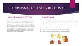 HIALOPLASMA O CITOSOL Y RIBOSOMAS
HIALOPLASMA O CITOSOL
 El citosol, también llamado hialoplasma, es la fracción soluble ...