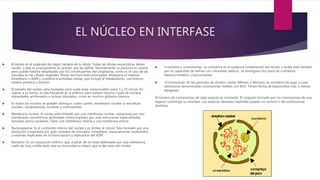 EL NÚCLEO EN INTERFASE
 El núcleo es el orgánulo de mayor tamaña de la célula. Todas las células eucarióticas tienen
núcl...