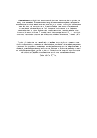 Los lisosomas son orgánulos relativamente grandes, formados por el aparato de
Golgi, que contienen enzimas hidrolíticas y proteolíticas encargadas de degradar
material intracelular de origen externo (heterofagia) o interno (autofagia) que llegan a
ellos. Es decir, se encargan de la digestión celular. Son estructuras esféricas
rodeadas de membrana simple. Son bolsas de enzimas que si se liberasen,
destruirían toda la célula. Esto implica que la membrana lisosómica debe estar
protegida de estas enzimas. El tamaño de un lisosoma varía entre 0,1-1,2 μm. Los
lisosomas fueron descubiertas por el bioquímico belga Christian de Duve en 1974.
En biología molecular, un centriolo o centríolo es un orgánulo con estructura
cilíndrica, constituido por tripletes de microtúbulos, que forma parte del citoesqueleto.
Una pareja de centríolos posicionados perpendicularmente entre sí y localizada en el
interior de una célula se denomina diplosoma. Cuando el diplosoma se haya rodeado
de material pericentriolar, recibe el nombre de centrosoma o centro organizador de
microtúbulos (COMT), el cual es característico de las células animales.
SON 13 EN TOTAL
 
