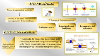 La temperatura La naturaleza de
los lípidos
La presencia del
colesterol
Tienen la capacidad de ser fluidas
La fluidez es una de las características
más importantes de las membranas Y depende de factores tales como:
Intercambio de
sustancias entre la
célula y el medio
• Transporte de pequeñas moléculas: este
transporte puede ser sin gasto de energía y
se le llama transporte pasivo, o con gasto
de energía y se le llama transporte activo.
 