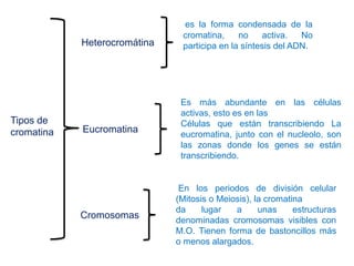 Tipos de
cromatina
Heterocromátina
Eucromatina
Cromosomas
es la forma condensada de la
cromatina, no activa. No
participa en la síntesis del ADN.
Es más abundante en las células
activas, esto es en las
Células que están transcribiendo La
eucromatina, junto con el nucleolo, son
las zonas donde los genes se están
transcribiendo.
En los periodos de división celular
(Mitosis o Meiosis), la cromatina
da lugar a unas estructuras
denominadas cromosomas visibles con
M.O. Tienen forma de bastoncillos más
o menos alargados.
 