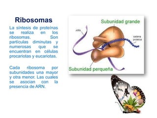 Ribosomas
La síntesis de proteínas
se realiza en los
ribosomas. Son
partículas diminutas y
numerosas que se
encuentran en ...