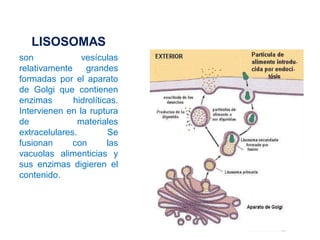 LISOSOMAS
son vesículas
relativamente grandes
formadas por el aparato
de Golgi que contienen
enzimas hidrolíticas.
Intervi...