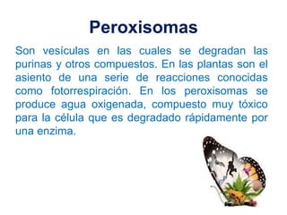 Peroxisomas
Son vesículas en las cuales se degradan las
purinas y otros compuestos. En las plantas son el
asiento de una s...