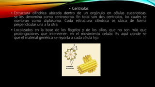 • Centriolos
• Estructura cilíndrica ubicada dentro de un orgánulo en células eucarioticas.
se les denomina como centrosoma. En total son dos centriolos, los cuales se
nombran como diplosoma. Cada estructura cilíndrica se ubica de forma
perpendicular una a la otra.
• Localizados en la base de los flagelos y de los cilios, que no son más que
prolongaciones que intervienen en el movimiento celular. Es aquí donde se
que el material genérico se reparta a cada célula hija
 