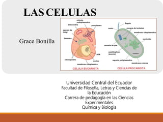 LASCELULAS
Grace Bonilla
Universidad Central del Ecuador
Facultad de Filosofía, Letras y Ciencias de
la Educación
Carrera de pedagogía en las Ciencias
Experimentales
Química y Biología
 