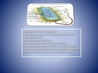 •Células de tamaño pequeño
•ADN disperso por el citoplasma (genóforo)
•Ribosomas 70 S
•Sin orgánulos celulares
•División celular directa (sin mitosis)
•Sin centriolos, huso mitótico y micro túbulos
•Pocas formas multicelulares. No forman tejidos
•Grandes diferencias en sus metabolismos
 