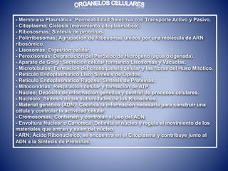 - Membrana Plasmática: Permeabilidad Selectiva con Transporte Activo y Pasivo.
- Citoplasma: Ciclosis (movimiento citoplasmático).
- Ribososmas: Síntesis de proteínas.
- Polirribosomas: Agrupación de Ribosomas unidos por una molécula de ARN
ribosómico.
- Lisosomas: Digestión celular.
- Peroxisomas: Degradación del Peróxido de Hidrógeno (agua oxigenada).
- Aparato de Golgi: Secreción celular formando Lisosomas y Vacuolas.
- Microtúbulos: Formación del citoesqueleto celular y las fibras del Huso Mitótico.
- Retículo Endoplasmático Liso: Síntesis de Lípidos.
- Retículo Endoplasmático Rugoso: Síntesis de Proteínas.
- Mitocondrias: Respiración celular y formación de ATP.
- Núcleo: Depósito de información genética y control de procesos celulares.
- Nucléolo: Síntesis de las subunidades de los Ribosomas.
- Material genético (ADN): Codifica la información necesaria para construir una
célula y controlar la actividad celular.
- Cromosomas: Contienen y controlan el uso del ADN.
- Envoltura Nuclear o Carioteca: Delimita el núcleo y regula el movimiento de los
materiales que entran y salen del núcleo.
- ARN: Ácido Ribonucleico, se encuentra en el Citoplasma y contribuye junto al
ADN a la Síntesis de Proteínas.
 