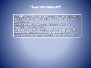 - CENTRÍOLOS: Organelos que forman el Huso Acromático
durante la reproducción, en donde los cromosomas se
adhieren a él.
- GLUCÓGENO: Se llama así al Almidón animal y es
exclusivo de la célula animal.
La célula Animal presenta gran cantidad de LISOSOMAS,
pero no son exclusivos de ellos, ya que las células
vegetales también lo presentan, pero en menor cantidad.
 