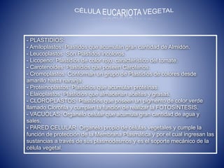 - PLASTIDIOS:
- Amiloplastos: Plastidos que acumulan gran cantidad de Almidón.
- Leucoplastos: Son Plastidos incoloros.
- Licopeno: Plastidios de color rojo, característico del tomate.
- Carotenoides: Plastidios que poseen Carotenos.
- Cromoplastos: Conforman un grupo de Plastidios de colores desde
amarillo hasta naranja.
- Proteinoplastos: Plastidios que acumulan proteínas.
- Elaioplastos: Plastidios que almacenan aceites y grasas.
- CLOROPLASTOS: Plastidios que poseen un pigmento de color verde
llamado Clorofila y cumplen la función de realizar la FOTOSÍNTESIS.
- VACUOLAS: Organelo celular que acumula gran cantidad de agua y
sales.
- PARED CELULAR: Organelo propio de células vegetales y cumple la
función de protección de la Membrana Plasmática y por el cual ingresan las
sustancias a través de sus plasmodesmos y es el soporte mecánico de la
célula vegetal.
 
