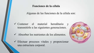 Funciones de la célula
 Contener el material hereditario y
transmitirlo a las siguientes generaciones.
 Absorber los nutrientes de los alimentos.
 Efectuar procesos vitales y proporcionar
una estructura corporal.
Algunas de las funciones de la célula son:
 