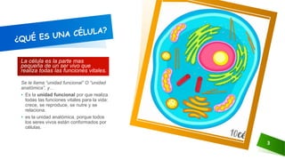 La célula es la parte mas
pequeña de un ser vivo que
realiza todas las funciones vitales.
Se le llama “unidad funcional” O “unidad
anatómica”, y…
• Es la unidad funcional por que realiza
todas las funciones vitales para la vida:
crece, se reproduce, se nutre y se
relaciona.
• es la unidad anatómica, porque todos
los seres vivos están conformados por
células.
3
 
