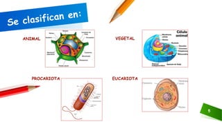 5
ANIMAL
EUCARIOTAPROCARIOTA
VEGETAL
 