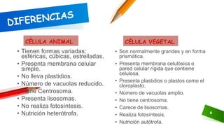 6
CÉLULA ANIMAL
• Tienen formas variadas:
esféricas, cúbicas, estrelladas.
• Presenta membrana celular
simple.
• No lleva plastidios.
• Número de vacuolas reducido.
• Tiene Centrosoma.
• Presenta lisosomas.
• No realiza fotosíntesis.
• Nutrición heterótrofa.
CÉLULA VEGETAL
• Son normalmente grandes y en forma
prismática.
• Presenta membrana celulósica o
pared celular rígida que contiene
celulosa.
• Presenta plastidios o plastos como el
cloroplasto.
• Número de vacuolas amplio.
• No tiene centrosoma.
• Carece de lisosomas.
• Realiza fotosíntesis.
• Nutrición autótrofa.
 