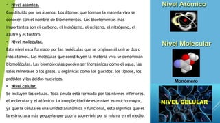 • Nivel atómico.
Constituido por los átomos. Los átomos que forman la materia viva se
conocen con el nombre de bioelementos. Los bioelementos más
importantes son el carbono, el hidrógeno, el oxígeno, el nitrógeno, el
azufre y el fósforo.
• Nivel molecular.
Este nivel está formado por las moléculas que se originan al unirse dos o
más átomos. Las moléculas que constituyen la materia viva se denominan
biomoléculas. Las biomoléculas pueden ser inorgánicas como el agua, las
sales minerales o los gases, u orgánicas como los glúcidos, los lípidos, los
prótidos y los ácidos nucleicos.
• Nivel celular.
Se incluyen las células. Toda célula está formada por los niveles inferiores,
el molecular y el atómico. La complejidad de este nivel es mucho mayor,
ya que la célula es una unidad anatómica y funcional, esto significa que es
la estructura más pequeña que podría sobrevivir por si misma en el medio.
 