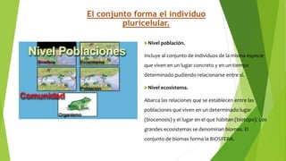 El conjunto forma el individuo
pluricelular.
Nivel población.
Incluye al conjunto de individuos de la misma especie
que viven en un lugar concreto y en un tiempo
determinado pudiendo relacionarse entre sí.
Nivel ecosistema.
Abarca las relaciones que se establecen entre las
poblaciones que viven en un determinado lugar
(biocenosis) y el lugar en el que habitan (biotopo). Los
grandes ecosistemas se denominan biomas. El
conjunto de biomas forma la BIOSFERA.
 