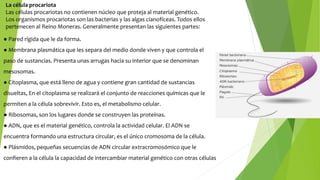 La célula procariota
Las células procariotas no contienen núcleo que proteja al material genético.
Los organismos procariotas son las bacterias y las algas cianofíceas. Todos ellos
pertenecen al Reino Moneras. Generalmente presentan las siguientes partes:
● Pared rígida que le da forma.
● Membrana plasmática que les separa del medio donde viven y que controla el
paso de sustancias. Presenta unas arrugas hacia su interior que se denominan
mesosomas.
● Citoplasma, que está lleno de agua y contiene gran cantidad de sustancias
disueltas, En el citoplasma se realizará el conjunto de reacciones químicas que le
permiten a la célula sobrevivir. Esto es, el metabolismo celular.
● Ribosomas, son los lugares donde se construyen las proteínas.
● ADN, que es el material genético, controla la actividad celular. El ADN se
encuentra formando una estructura circular, es el único cromosoma de la célula.
● Plásmidos, pequeñas secuencias de ADN circular extracromosómico que le
confieren a la célula la capacidad de intercambiar material genético con otras células
 