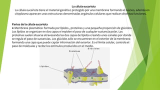 La célula eucariota
La célula eucariota tiene el material genético protegido por una membrana formando el núcleo, además en
citoplasma aparecen unas estructuras denominadas orgánulos celulares que realizan distintas funciones.
Partes de la célula eucariota
● Membrana plasmática: formada por lípidos , proteínas y una pequeña proporción de glúcidos.
Los lípidos se organizan en dos capas e impiden el paso de cualquier sustancia polar. Las
proteínas suelen situarse atravesando las dos capas de lípidos creando unos canales por donde
se regula el paso de sustancias. Los glúcidos sólo se encuentran en el exterior de la membrana
formando una capa que puede captar información del exterior. Es el límite celular, controla el
paso de moléculas y recibe los estímulos producidos en el medio.
 