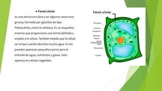 ● Pared celular
es una estructura dura y en algunos casos muy
gruesa, formada por glúcidos de tipo
Polisacárido, como la celulosa. Es un esqueleto
externo que proporciona una forma definida y
estable a la célula. También impide que la célula
se rompa cuando absorbe mucha agua. En las
paredes aparecen pequeños poros para la
entrada de agua, nutrientes y gases. Solo
aparece en células vegetales.
 