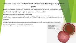 El núcleo es la estructura característica de la célula eucariota. Se distinguen las siguientes
partes:
● Membrana nuclear, formada por dos membranas que provienen del retículo endoplásmico. Toda la
superficie está salpicada de poros por los que entra y sale información.
● Nucleoplasma, sustancia similar al hialoplasma.
● Nucleolo, es una zona muy densa formada por ADN, ARN y proteínas. Es el lugar donde se forman los
ribosomas
● ADN o material genético, se encuentra condensado en forma de cromatina. El ADN contiene la
información genética y controla la actividad celular.
 