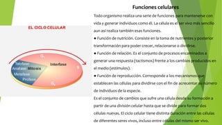 Funciones celulares
Todo organismo realiza una serie de funciones para mantenerse con
vida y generar individuos como él. La célula es el ser vivo más sencillo
aun así realiza también esas funciones.
● Función de nutrición. Consiste en la toma de nutrientes y posterior
transformación para poder crecer, relacionarse o dividirse.
● Función de relación. Es el conjunto de procesos encaminados a
generar una respuesta (tactismos) frente a los cambios producidos en
el medio (estímulos).
● Función de reproducción. Corresponde a los mecanismos que
establecen las células para dividirse con el fin de acrecentar su número
de individuos de la especie.
Es el conjunto de cambios que sufre una célula desde su formación a
partir de una división celular hasta que se divide para formar dos
células nuevas. El ciclo celular tiene distinta duración entre las células
de diferentes seres vivos, incluso entre células del mismo ser vivo.
 